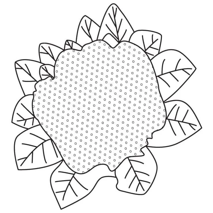 Chou Fleur 24